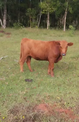  Vende -se Novilhas  Red Angus 
