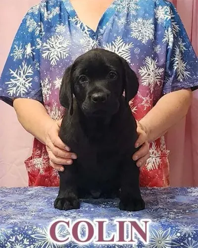 Filhotes de Labrador | Filhotes incríveis e lindos!