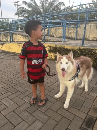 Husky fêmea pra cruza 