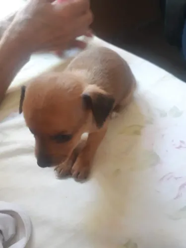 Filhote pinscher número 01