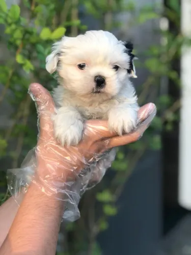Shih Tzu Carinhoso | 1ª Vacina + Garantia Contratual