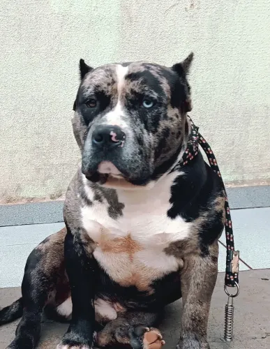 Cobertura Pit Monster American bully com Pedigree 