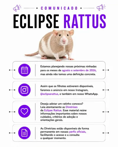 Filhotes de Fancy Rat (Twister) - Ninhadas Previstas para 2026 | Reservas em Breve