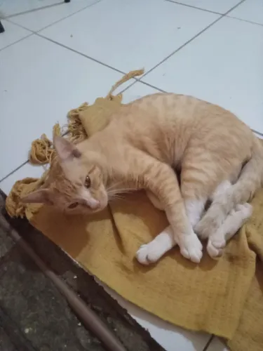 Doação de gato