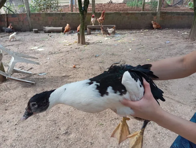 Patos criolos gigantes