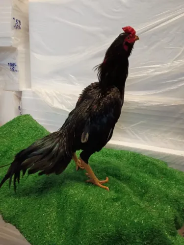 Galo Mura