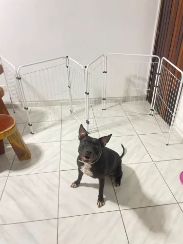Portão/grade pet