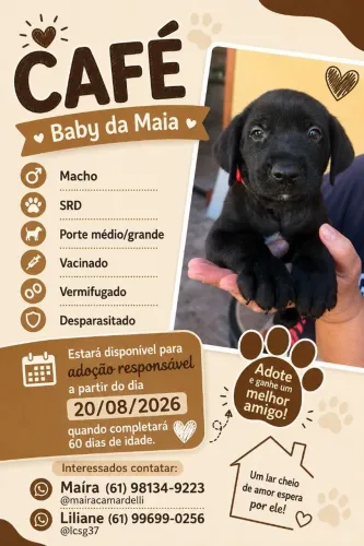 Filhotes SRD disponíveis para adoção consciente!