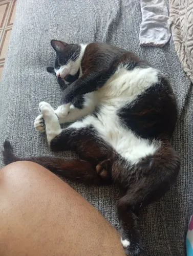 Doa-se um lindo gato, vermífugado e vacinado