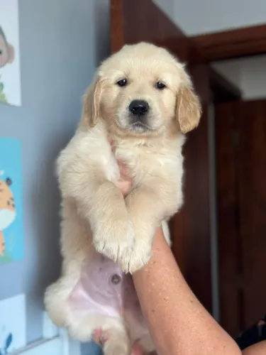 Doação responsável de Golden Retriever.