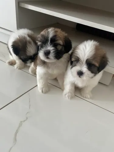 Shih Tzu Machos