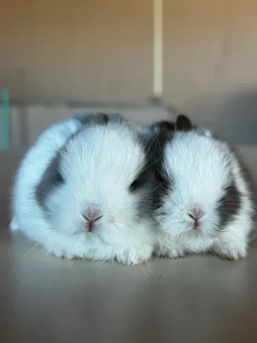 Mini Coelho Netherland Dwarf