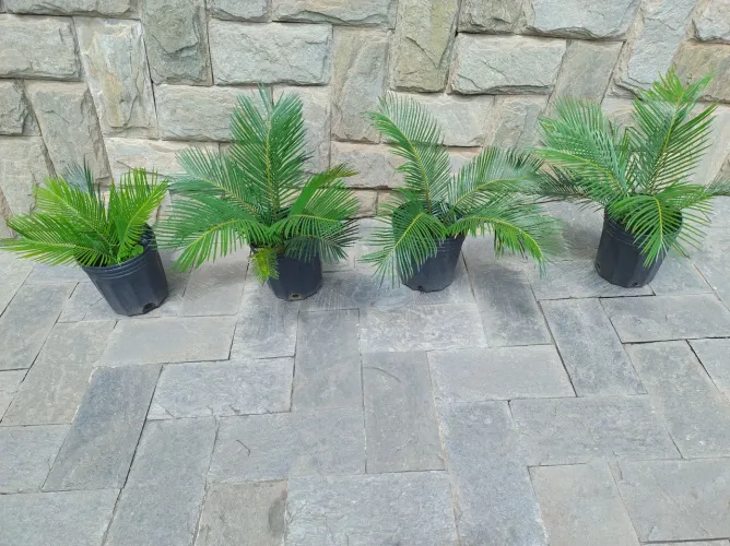 Planta cyca