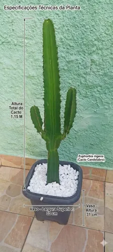 Cacto-Candelabro.