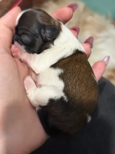 Mini Shitzu
