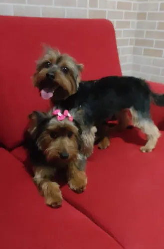 Casal Yorkshire