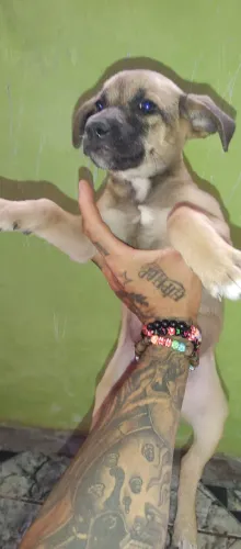 doação de cachorinho lindo macho