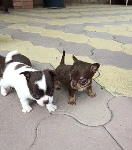 Chihuahua com otima procedencia 
