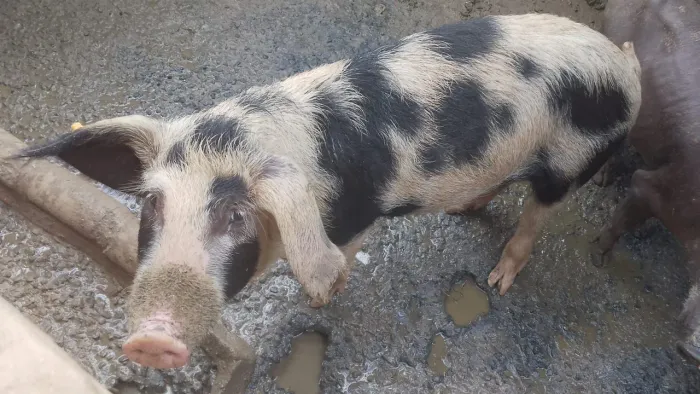 PORCO PORCA 