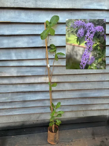 Flor de São miguel
