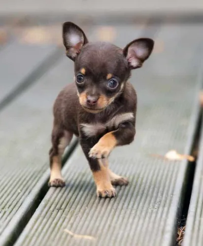 Chihuahua miniatura