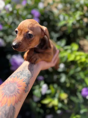 Daschshund (Salsichinha) Fêmea, Última, 10x Sem Juros!!!