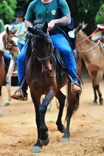 Mangalarga Marchador - Pelagem Preta | 5 Anos | Registrado