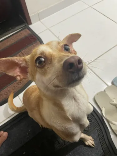 Cachorra para adoção