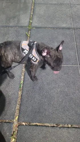 Buldog francês