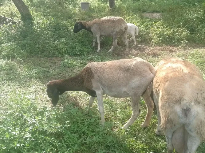 Ovelha mestiça de dorper, possível estar prenha.