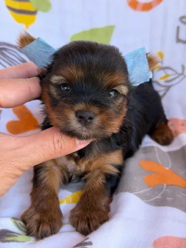 Yorkshire Terrier, Micro e Padrão Com todo Suporte e Assistência Veterinária 