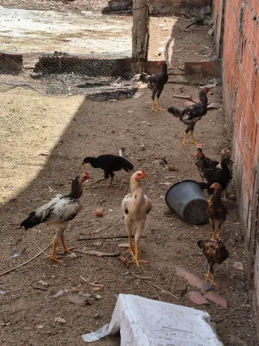 Vendo pintos e frangos caipiras