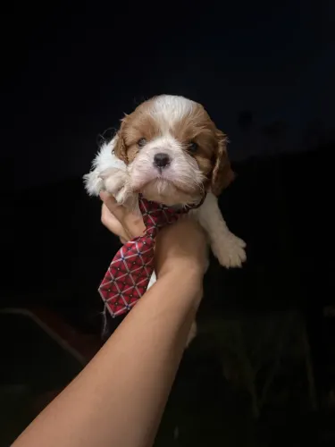 CAVALIER KING CHARLES!!!