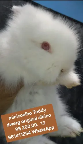 Vende-se coelho Teddy 