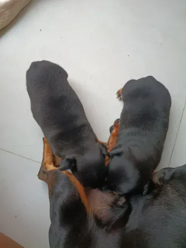 Vender ser Pinscher número 1 / valor 450R$