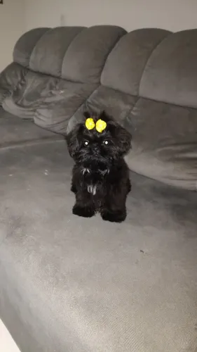 Shihtzu fêmea