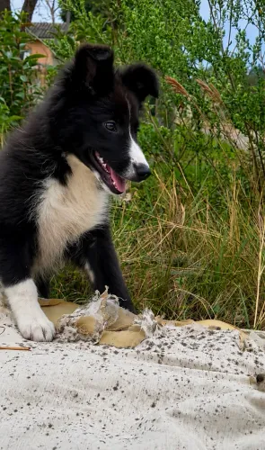 Filhote Border collie femea