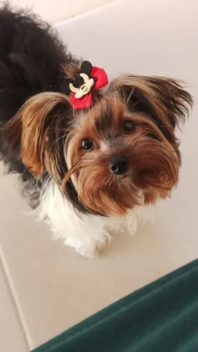 Yorkshire Terrier