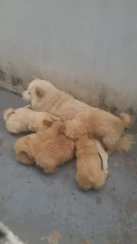 Vendo filhotes de Chow Chow