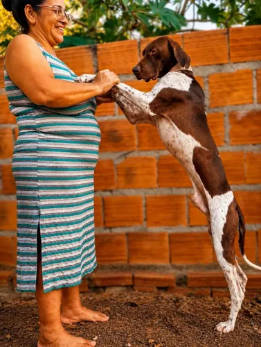 Cão Perdigueiro Adulto - Exelente Para Caça E Companhia 