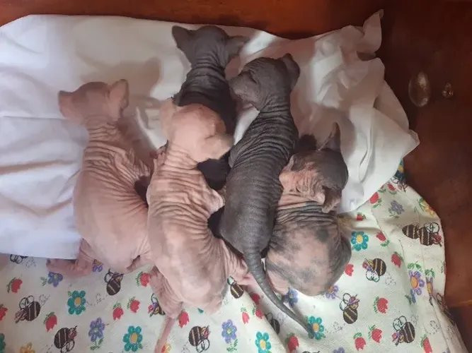 Gatinhos sphynx para reserva