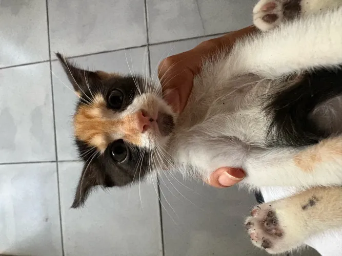 Gatinha