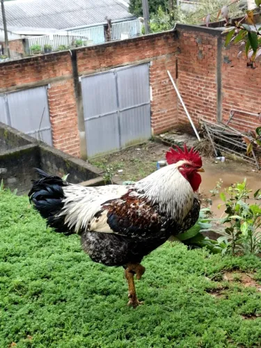 Galo a venda