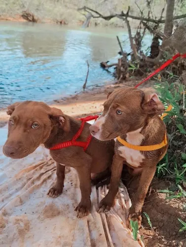 Cachorro para adoção