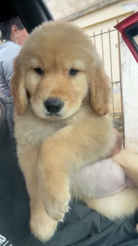 Golden retriever vacinado com 60 dias