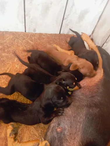 Doação de filhotes de cachorro