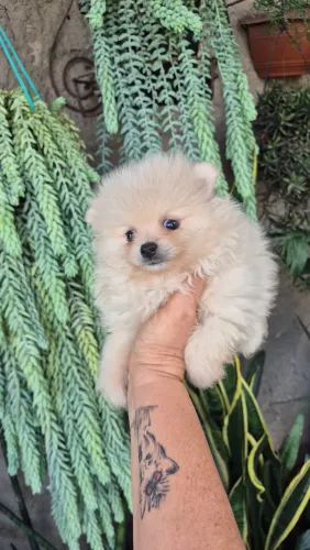 Cachorro 