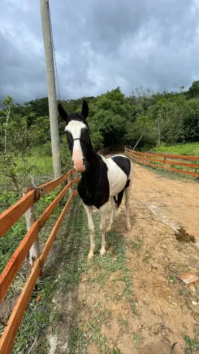 Potro Mangá larga Machador 