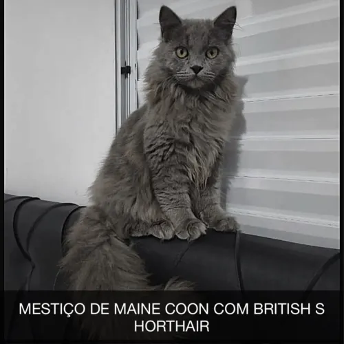 Maine coon com British shorthair 1 ano e meio sou de Ferraz zl