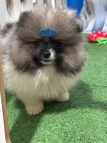 Lulu da Pomerânia 